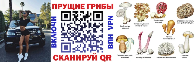 Псилоцибиновые грибы GOLDEN TEACHER  Купить закладки  Белово 